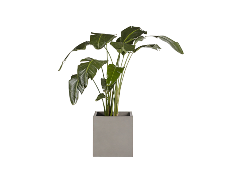 Artificial Plants
