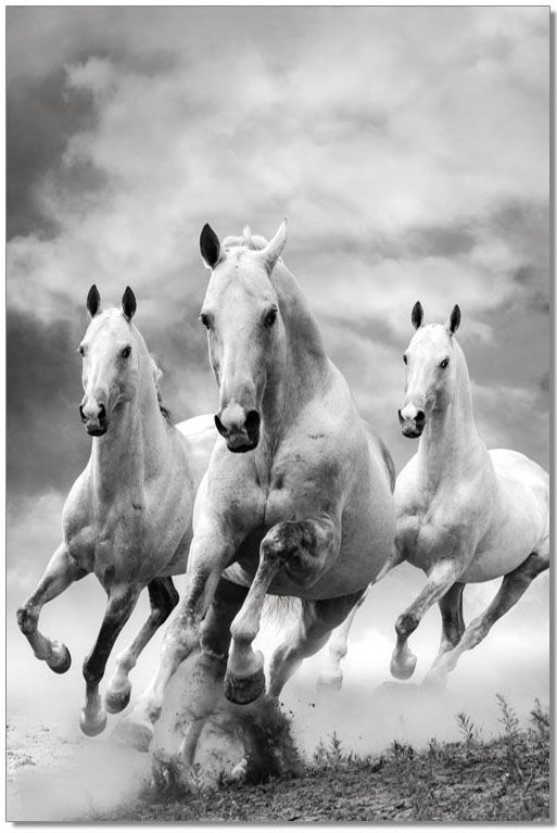 White And Gray Galloping Horses Wall Art 1stopbedrooms