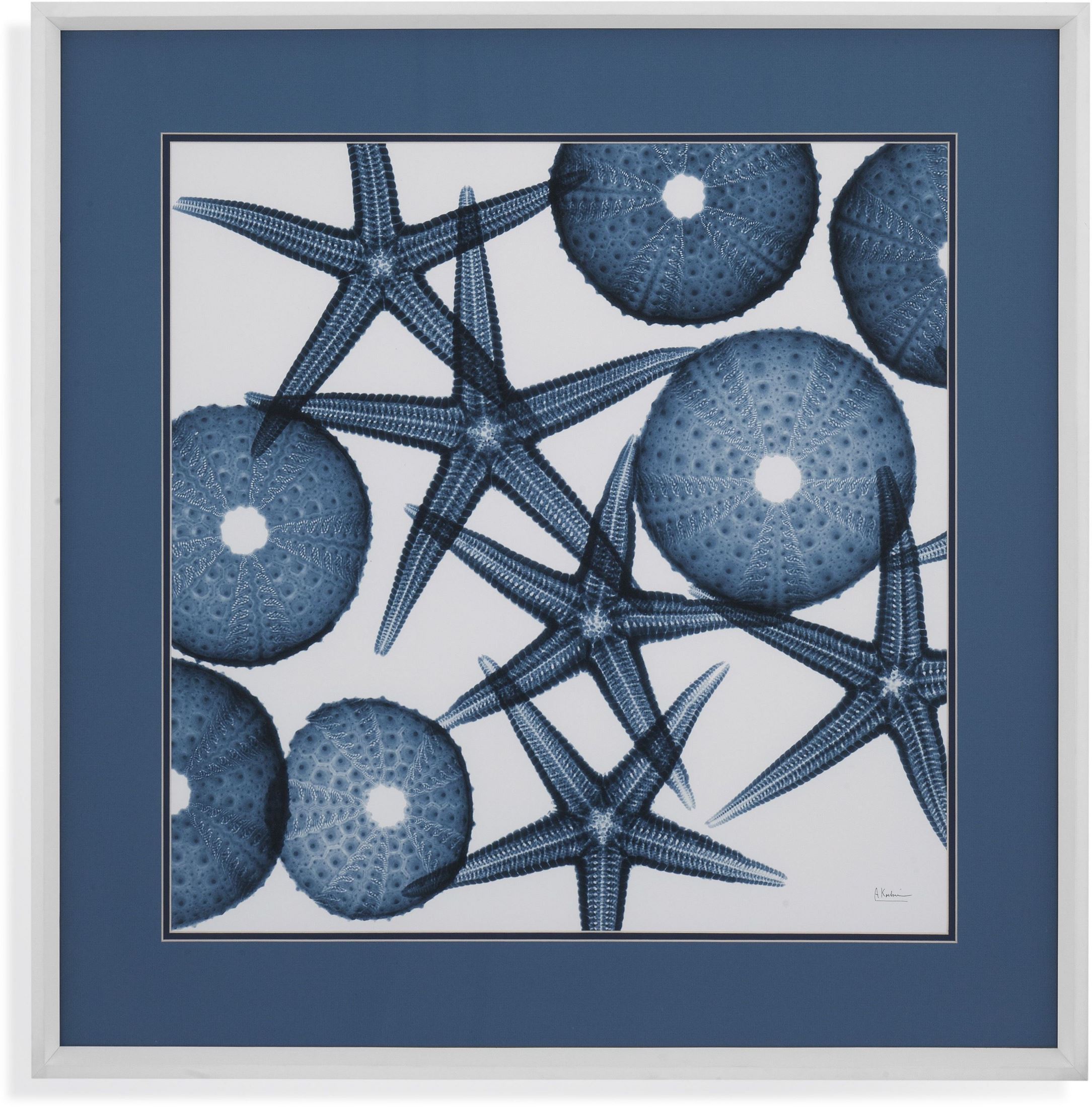Trade White Starfish Sea Urchins Wall Art 1stopbedrooms