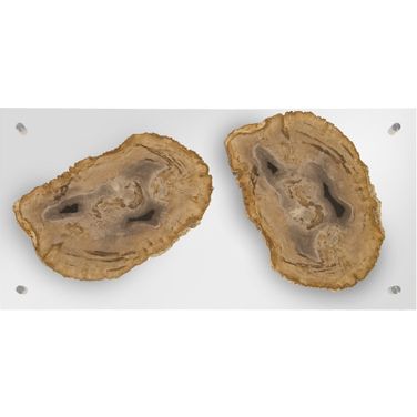 Floating Petrified Double Slice Wall Art