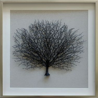Sea Fan Shadow I Wall Art In Black