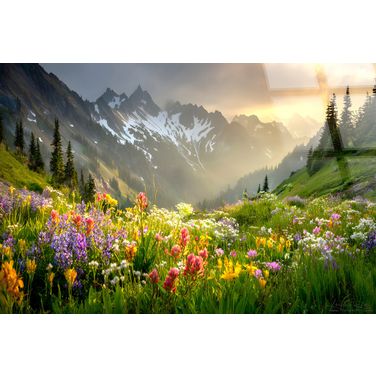 Vibrant Alpine Wildflower Misty - 40" x 60" - Tempered Glass In Gold and Green