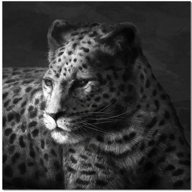 Black and White Cheetah Wall Art