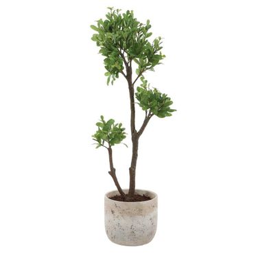 Arbor Strawberry Tree In Brown and Green