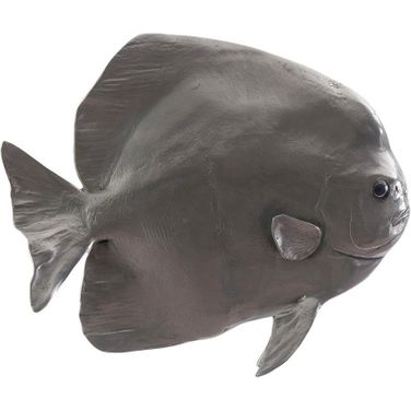 Australian Batfish PH64558