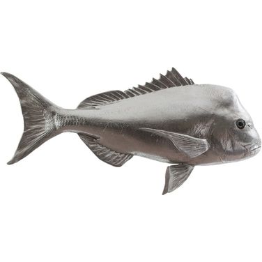 Australian Snapper Fish PH64555
