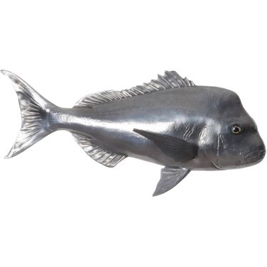 Australian Snapper Fish PH64556