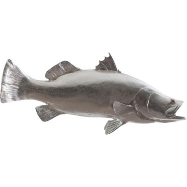 Barramundi Fish