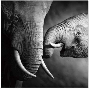 Black and White Mama Elephant Wall Art