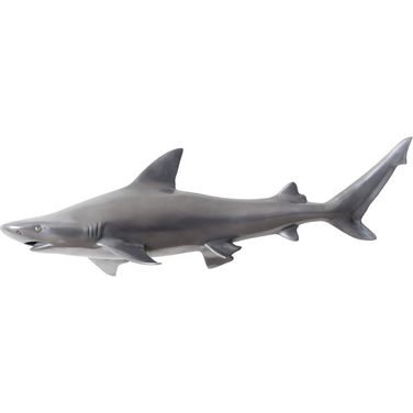 Black Tip Reef Shark PH65284
