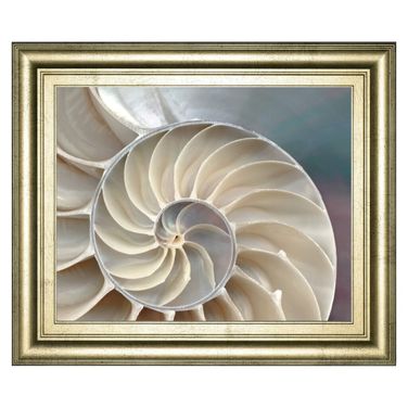 Classy Art Nautilus Spiral Wall Art In Cream