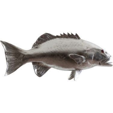 Coral Trout Fish PH64543