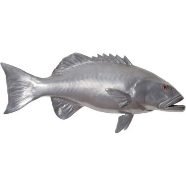 Coral Trout Fish PH64544