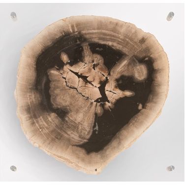 Floating Petrified Slice Wall Art