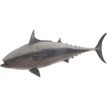 Mackerel Fish PH64550