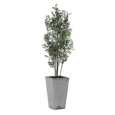 Sonora Tree In Planter In Gray and Green