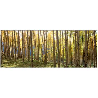 Sunlit Colorado Trees Wall Art In Multicolor
