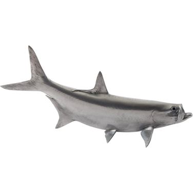 Tarpon Fish In Gray