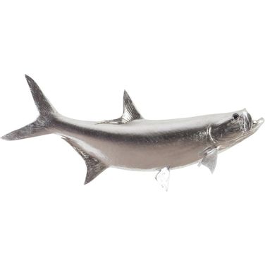 Tarpon Fish