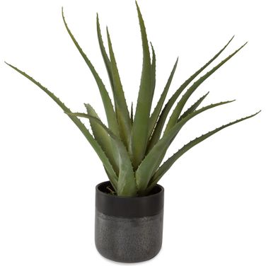 Tucson Aloe Planter In Olive