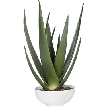Uttermost Evarado Aloe Planter