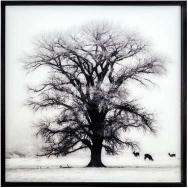 Winter's Morning Fog II Wall Art In Black