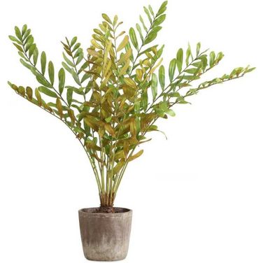 Zamia Palm Accent Planter In Multi