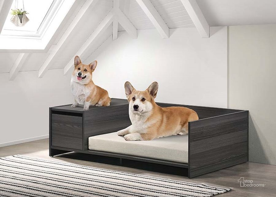 The appearance of Bruno Pet Bed With Cushion In Off White and Gray designed by Progressive Furniture in the transitional interior design. This off white/gray piece of furniture  was selected by 1StopBedrooms from Bruno Collection to add a touch of cosiness and style into your home. Sku: I690-41. Product Type: Pet Bed. Material: Melamine. Image1