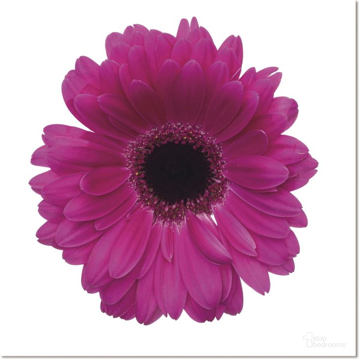 The appearance of Acrylic Picture Of Gerbera Flower designed by Bellini Modern Living in the modern / contemporary interior design. This purple piece of furniture  was selected by 1StopBedrooms from  to add a touch of cosiness and style into your home. Sku: 178086206-30. Product Type: Wall Art. Material: Aluminium.