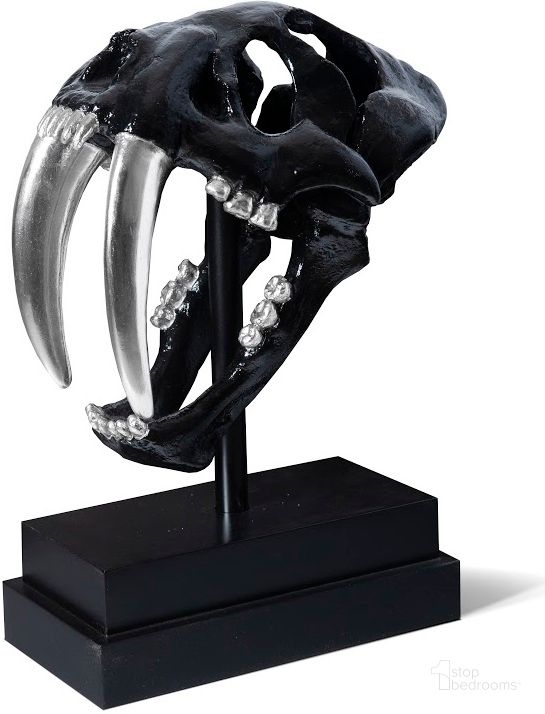 The appearance of Saber Tooth Tiger Skull PH56705 designed by Phillips Collection in the modern / contemporary interior design. This black piece of furniture  was selected by 1StopBedrooms from Jason Phillips Design Collection to add a touch of cosiness and style into your home. Sku: PH56705. Material: Resin. Product Type: Sculpture. Image1