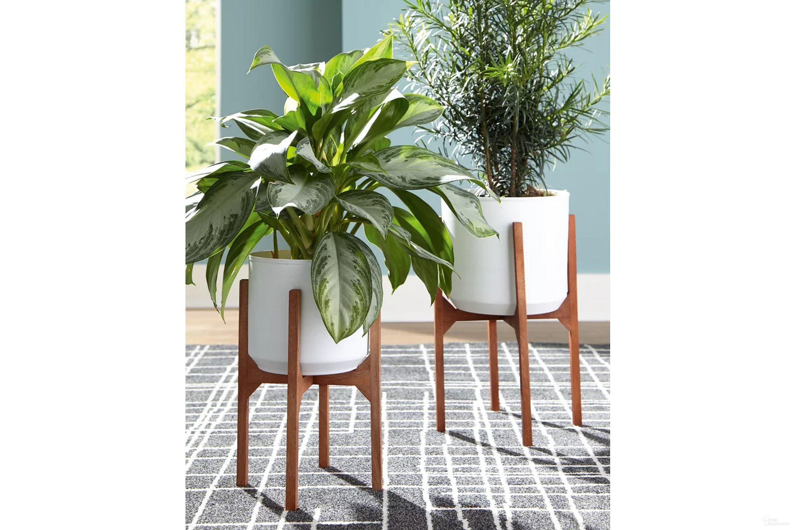 Dorcey Collection