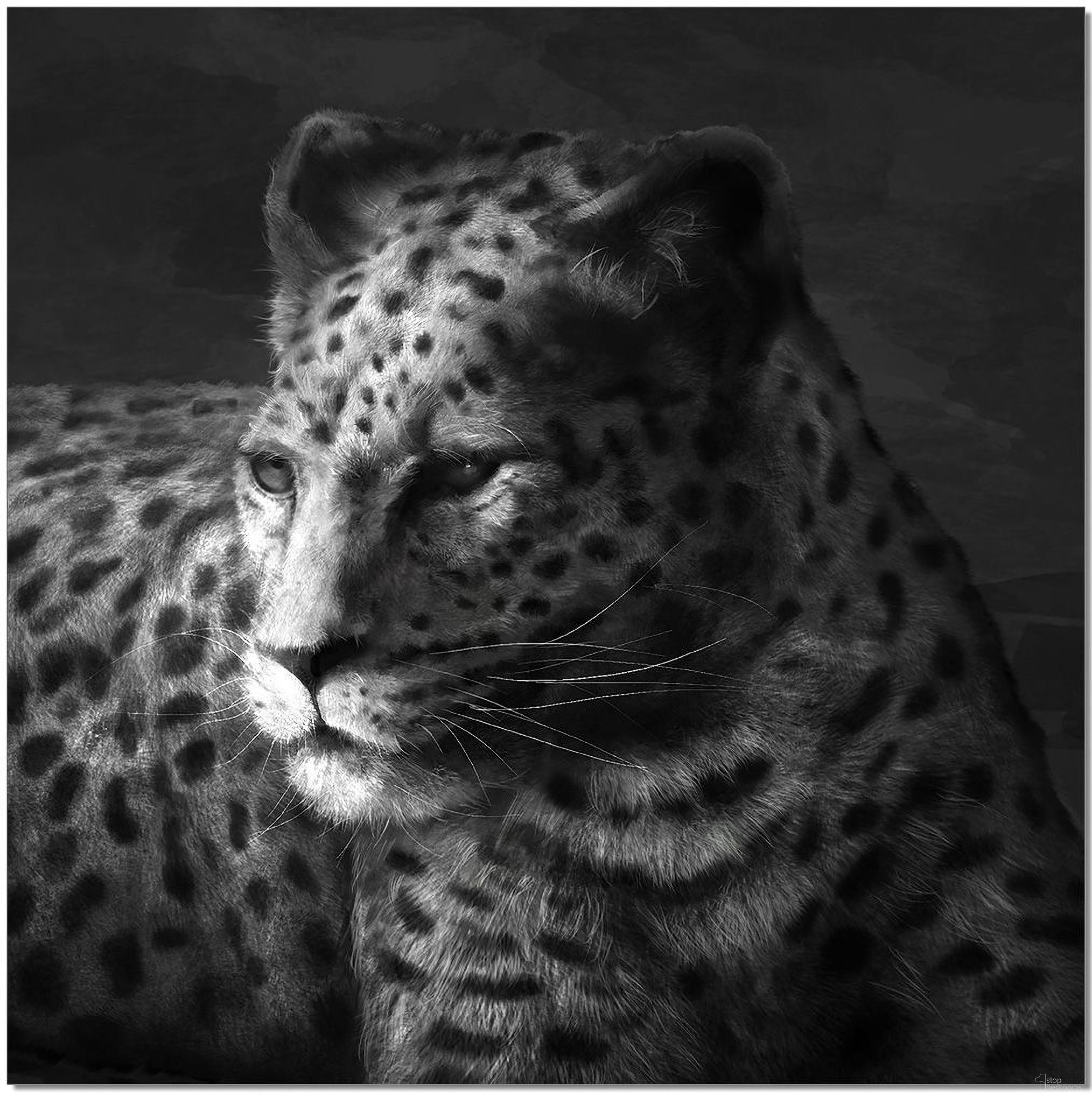 The appearance of Black and White Cheetah Wall Art designed by J&M in the modern / contemporary interior design. This black piece of furniture was selected by 1StopBedrooms from Acrylic Wall Art Collection to add a touch of cosiness and style into your home. Sku: 18181. Material: Canvas.