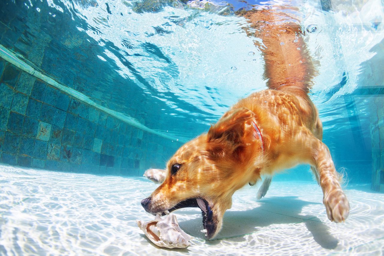 Adventurous Poolside Retriever - 40" x 60" - Tempered Glass In Blue/White/Tan