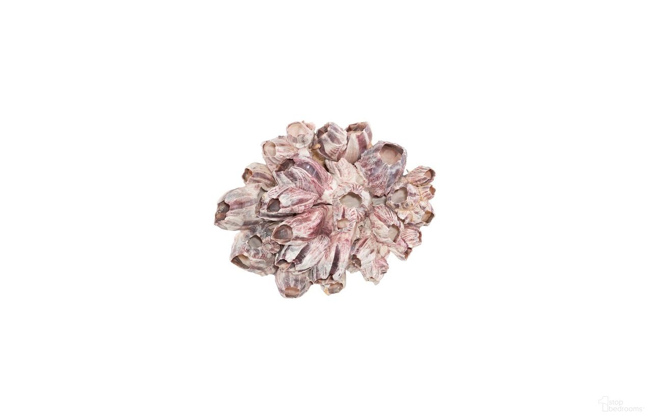Barnacle Cluster Medium Decorative Wall Art In Natural White