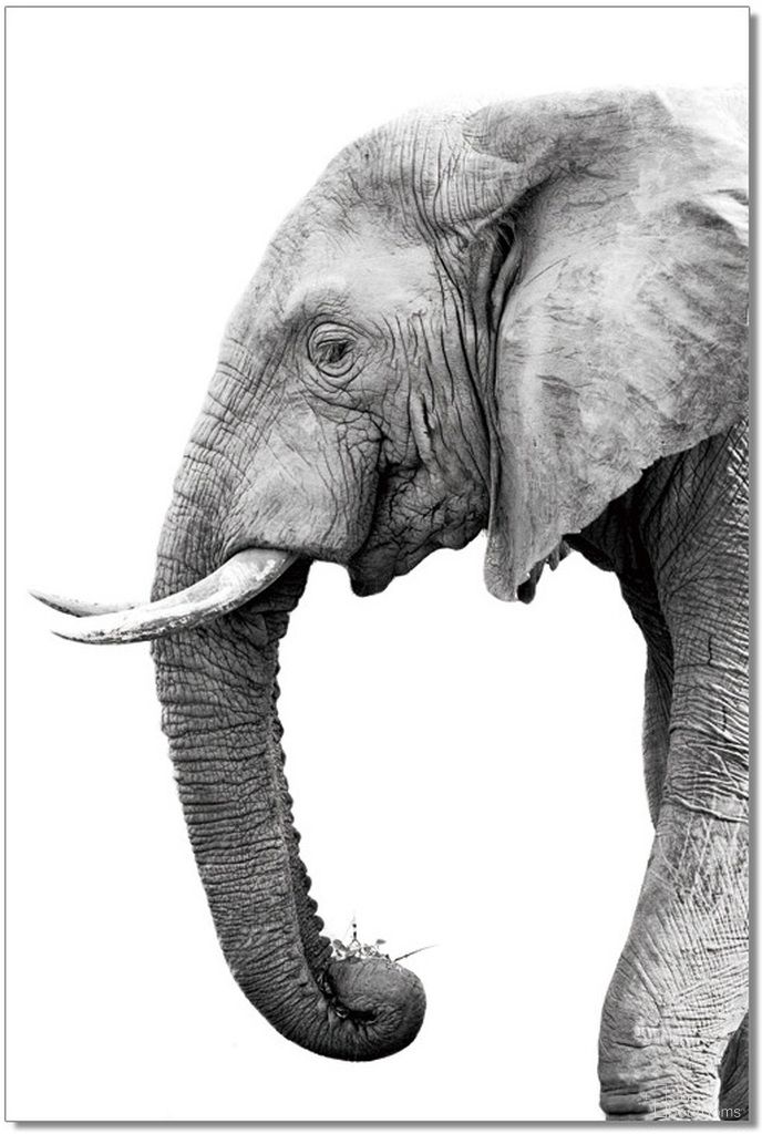 The appearance of Black and Gray Tusk Wall Art designed by J&M in the modern / contemporary interior design. This black piece of furniture was selected by 1StopBedrooms from Acrylic Wall Art Collection to add a touch of cosiness and style into your home. Sku: 18170. Material: Canvas.