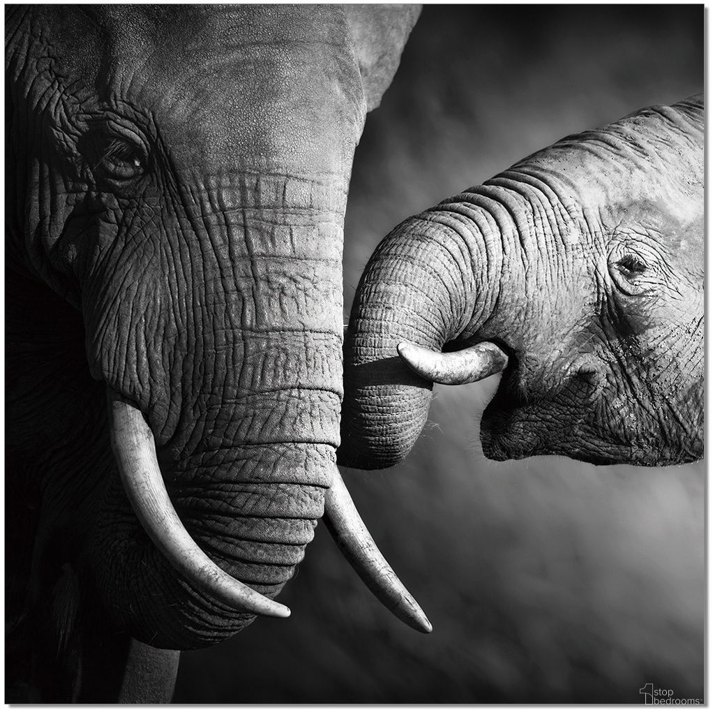 The appearance of Black and White Mama Elephant Wall Art designed by J&M in the modern / contemporary interior design. This black piece of furniture was selected by 1StopBedrooms from Acrylic Wall Art Collection to add a touch of cosiness and style into your home. Sku: 18186. Material: Canvas.
