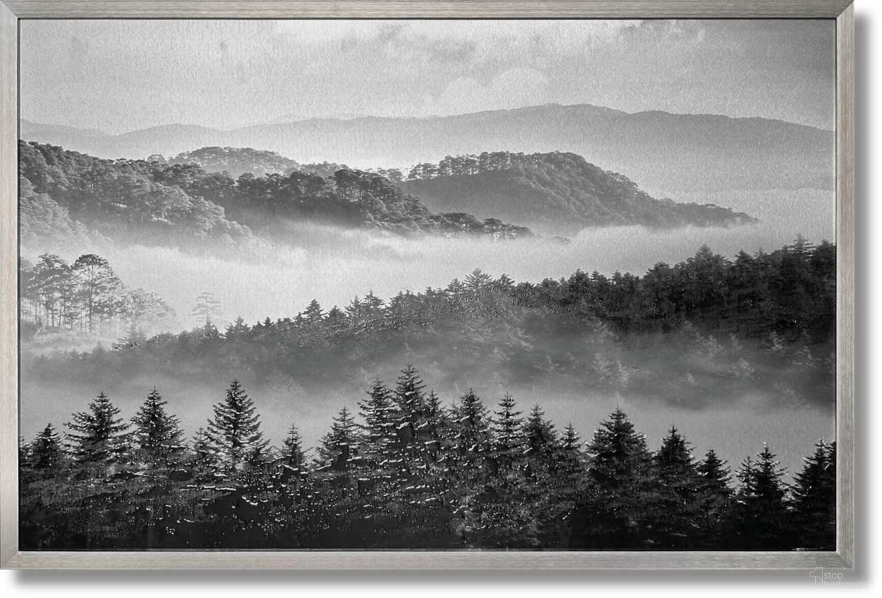 Classic Misty Forest Aluminum Wall Art In Black and White