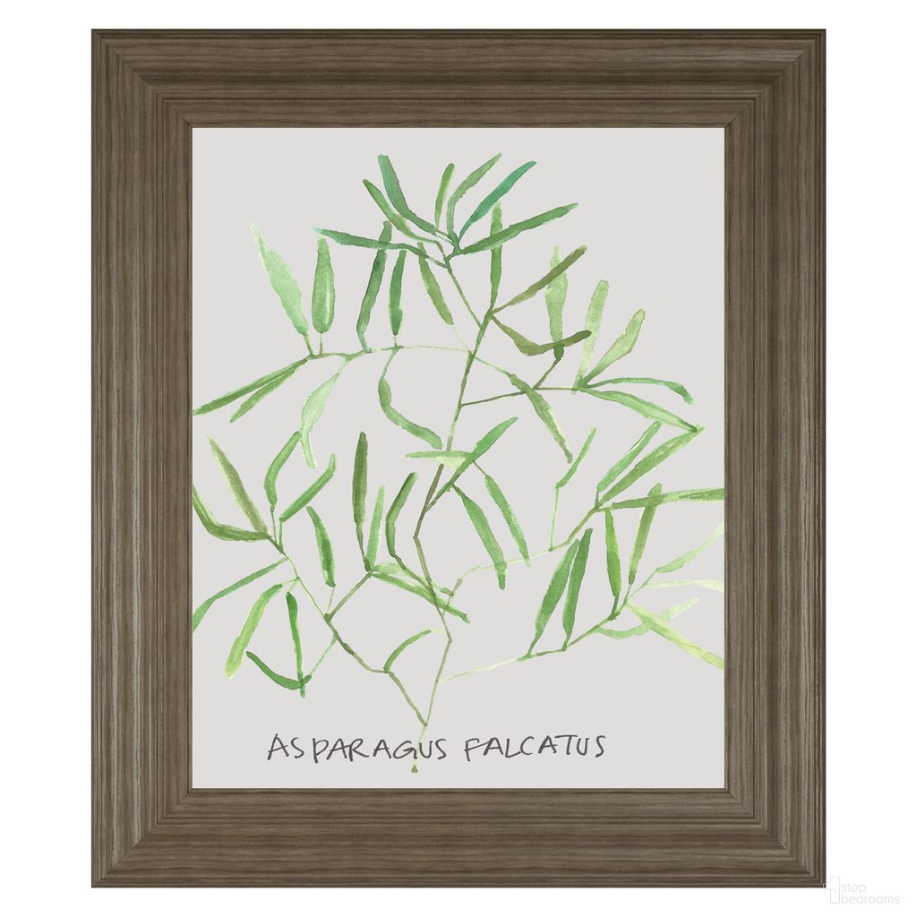 Classy Art Asparagus Falcatus Wall Art In Brown and Green