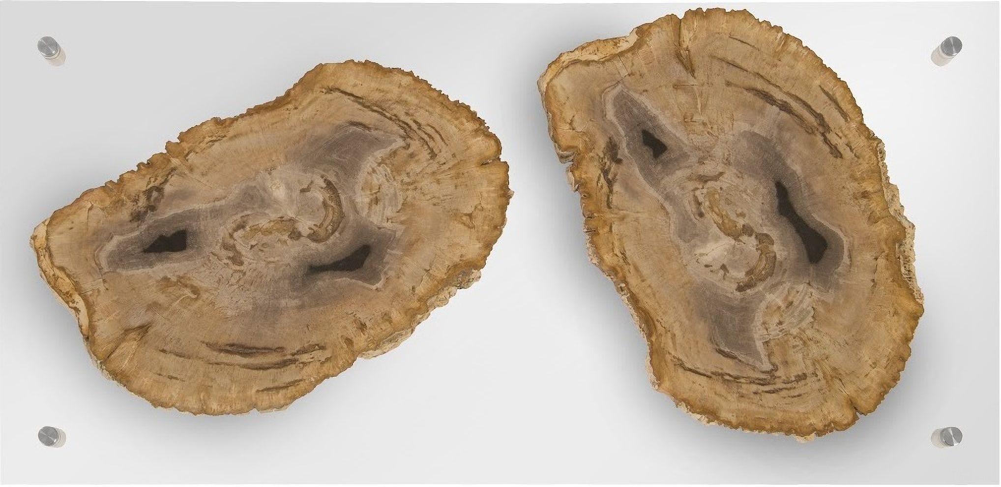 Floating Petrified Double Slice Wall Art