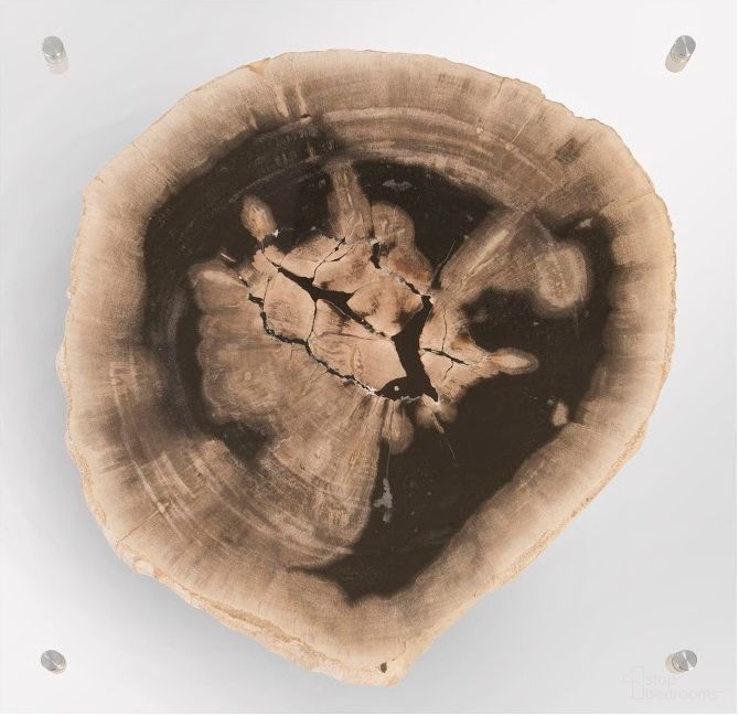 Floating Petrified Slice Wall Art