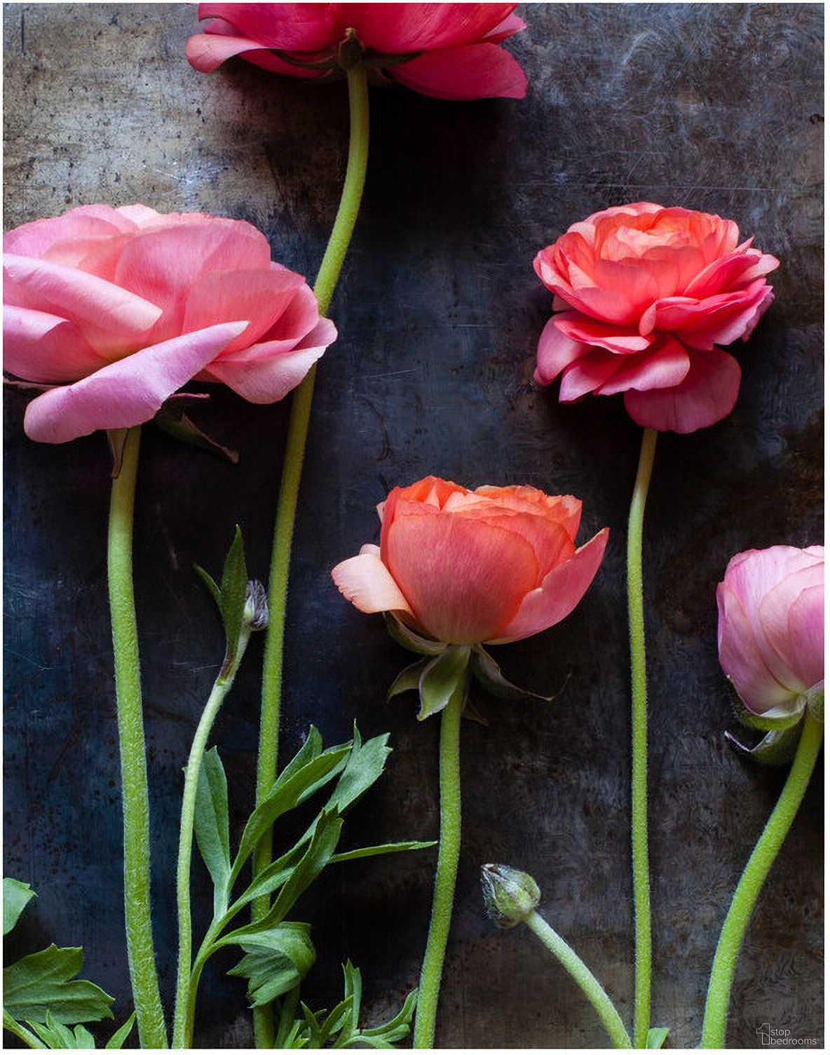 Ranunculus I Wall Art In Multicolor