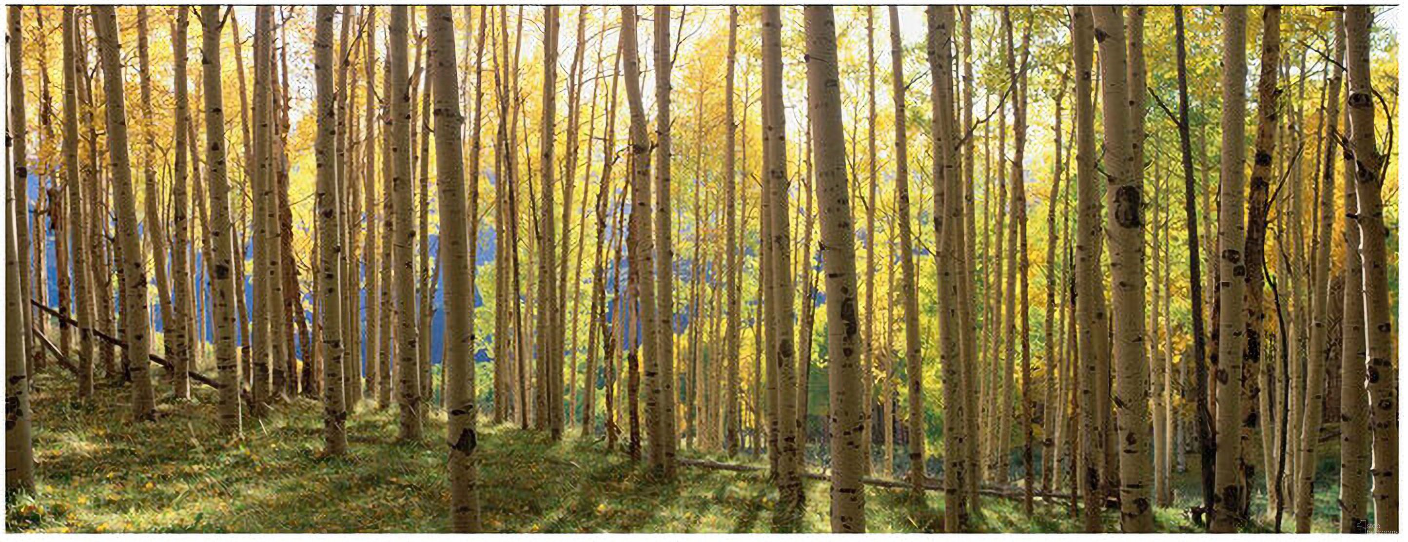 The appearance of Sunlit Colorado Trees Wall Art In Multicolor designed by Yosemite Home Decor in the modern / contemporary interior design. This multicolor piece of furniture was selected by 1StopBedrooms from to add a touch of cosiness and style into your home. Sku: AR30102227. Material: Glass.