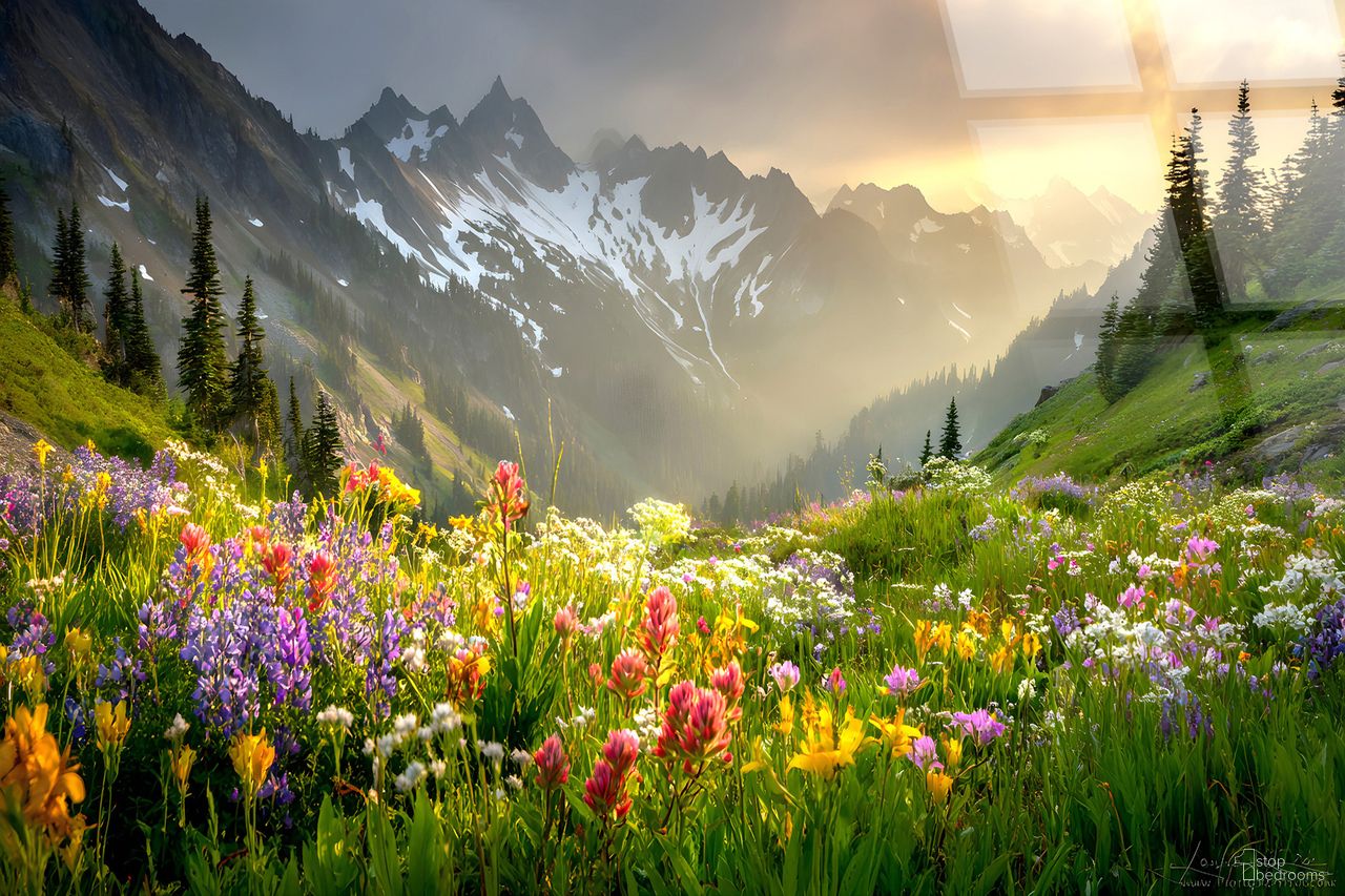 Vibrant Alpine Wildflower Misty - 40" x 60" - Tempered Glass In Gold and Green