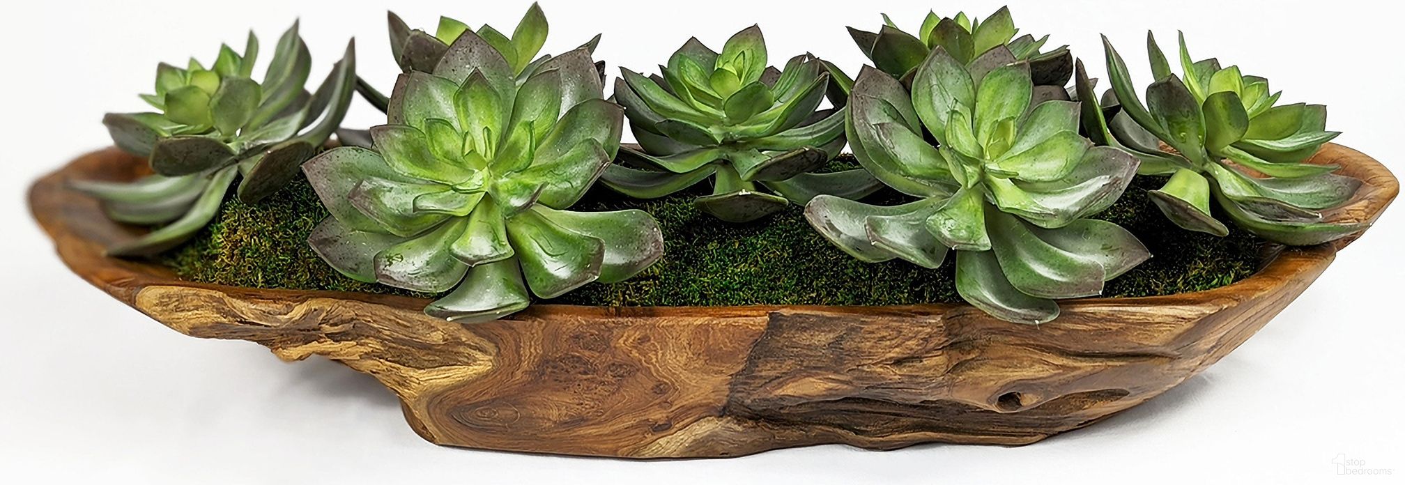 Yuma Succulent Centerpiece In Natural