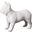 French Bulldog In White